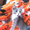 Clive - Photo 1