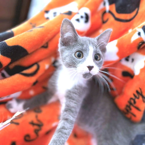 CLIVE - Domestic Short Hair available for adoption