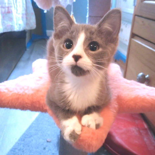 CLIVE - Domestic Short Hair available for adoption