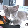 Clive - Photo 4