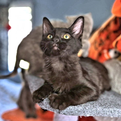FLUFFY - Domestic Medium Hair available for adoption