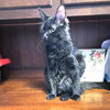 Fluffy - Photo 3