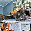 Fluffy - Photo 4