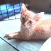 Franklin - Photo 4