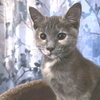 Octavia - Photo 1