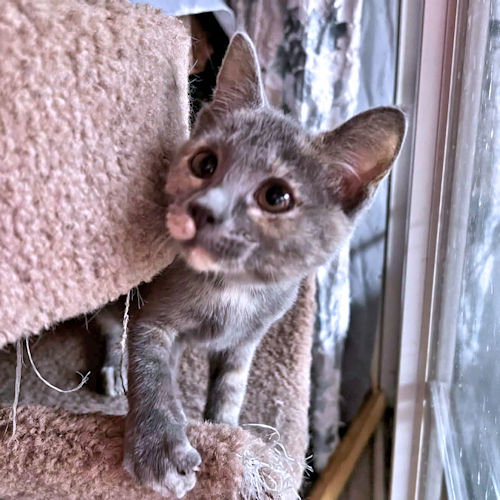 OCTAVIA - Calico available for adoption
