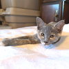 Octavia - Photo 3