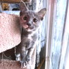 Octavia - Photo 4