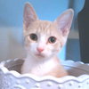 Owen - Photo 1