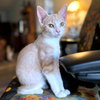 Owen - Photo 2