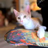 Owen - Photo 3