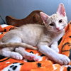 Owen - Photo 4