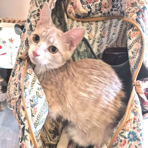 OWEN - Tabby available for adoption