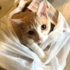 Owen - Photo 1
