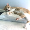 Owen - Photo 4
