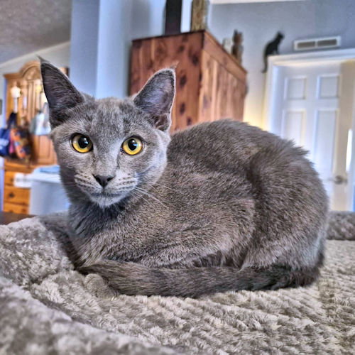 PARKER - Domestic Short Hair available for adoption