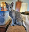 Parker - Photo 3