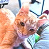 Marigold - Photo 1