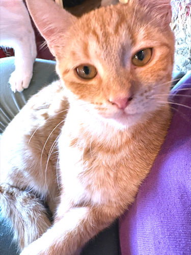 MARIGOLD - Tabby available for adoption