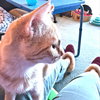 Marigold - Photo 3