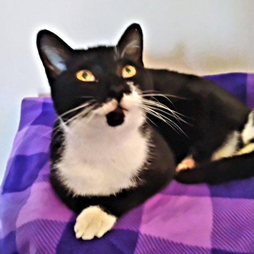 JULEP - Tuxedo available for adoption