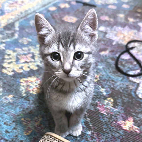 TWINKLE - Tabby available for adoption