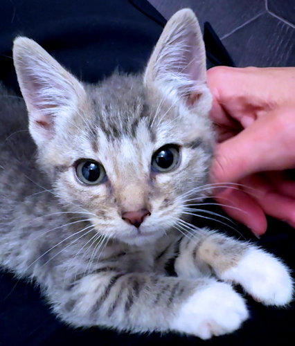 STARBURST - Tabby available for adoption