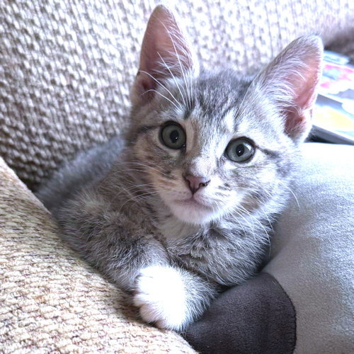 STARBURST - Tabby available for adoption
