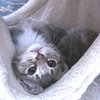 Starburst - Photo 4