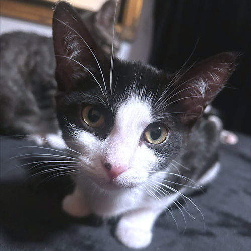 ALYNA - Domestic Short Hair available for adoption