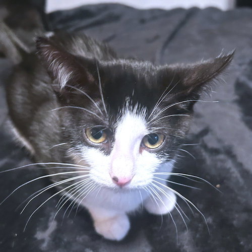 ALYNA - Domestic Short Hair available for adoption
