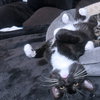 Boris - Photo 1
