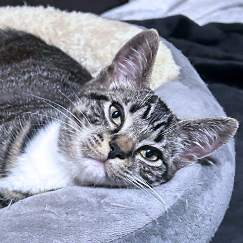 Mikhail Image