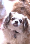 Pebbles - Photo 1