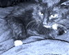 Riley - Photo 2
