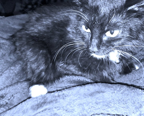 Riley