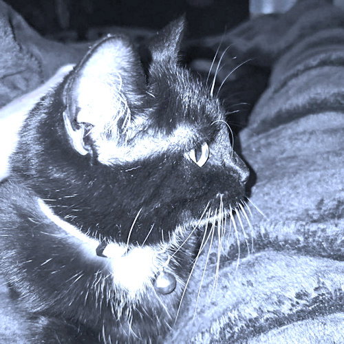 ROXY - Domestic Short Hair available for adoption