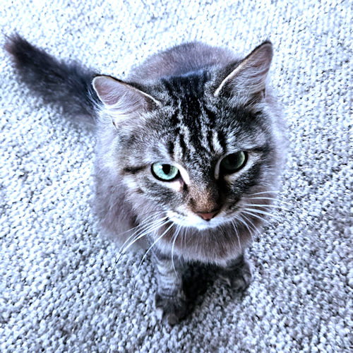 picture of the cat needing adoption