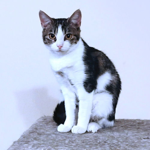 Faith, Young Tabby (short coat), cat for adoption in Hickory, North Carolina