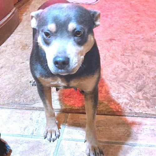 Poochie Image