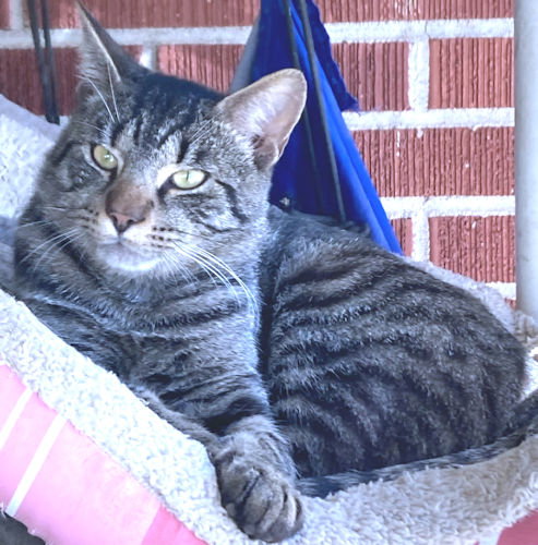 picture of the cat needing adoption