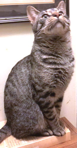 Marvin
