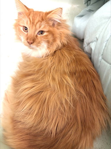 Loki Image