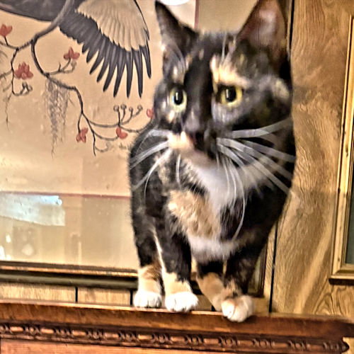 Misha Image