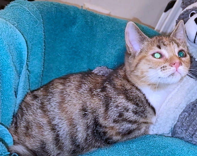 Mimi Image