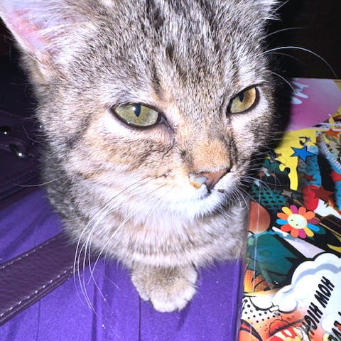 Whiskers Image