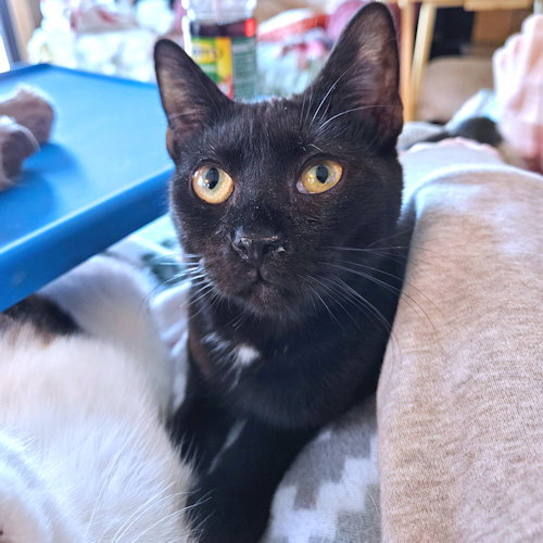 picture of the cat needing adoption