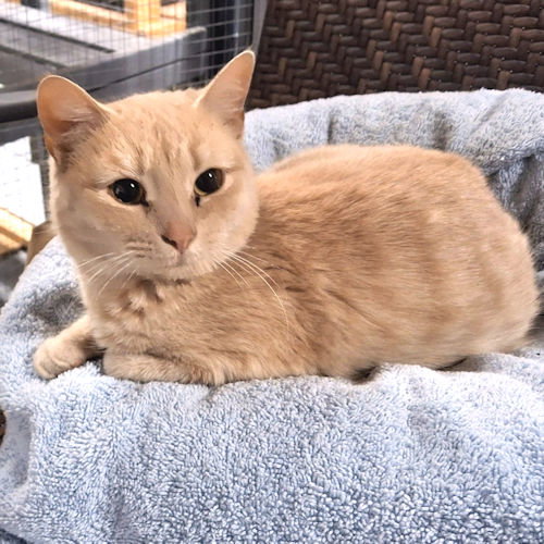Ginger Image