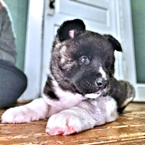 Bruno Image