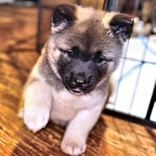 Nala Image